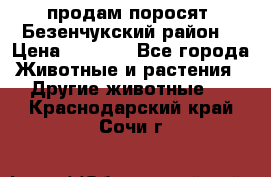 продам поросят .Безенчукский район  › Цена ­ 2 500 - Все города Животные и растения » Другие животные   . Краснодарский край,Сочи г.